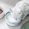 Pet Feeding Water Bowl